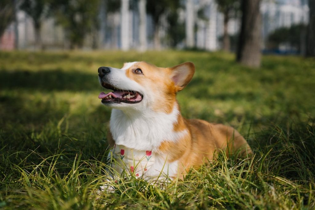 A Pembroke Welsh Corgi lies in a lush green urban park, wearing a light yellow bandana printed with pink tulips and red hearts, looking up with a joyful expression and tongue out, with trees and city buildings in the background.
