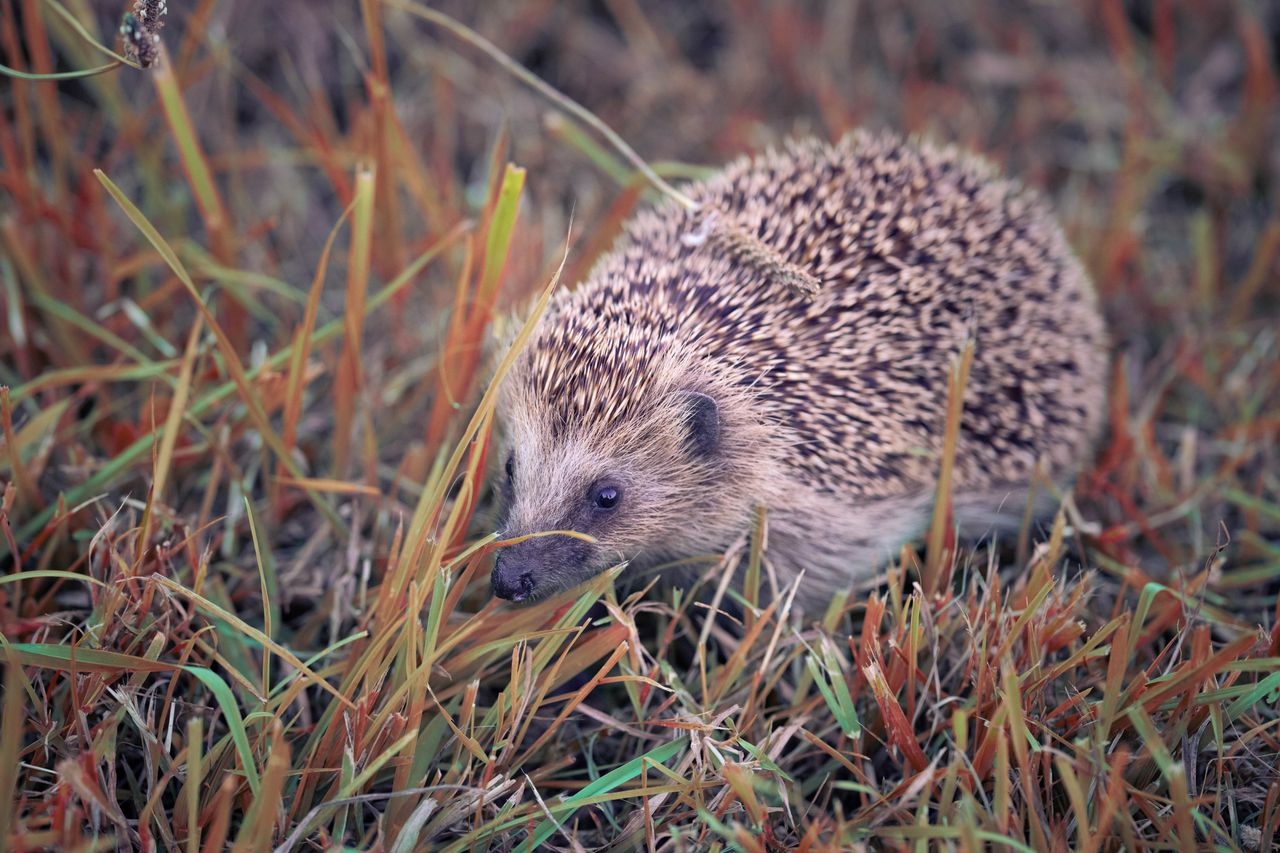 Close-up of a hedgehog exploring grassy terrain, showcasing its spiky exterior.