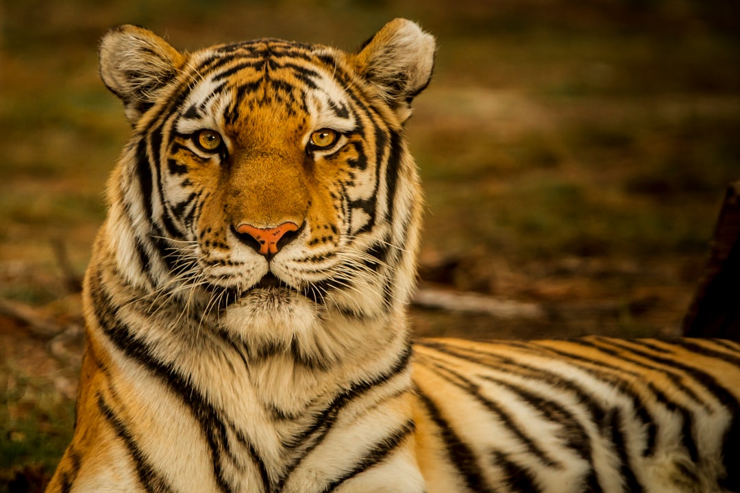 Eye of the Tiger
