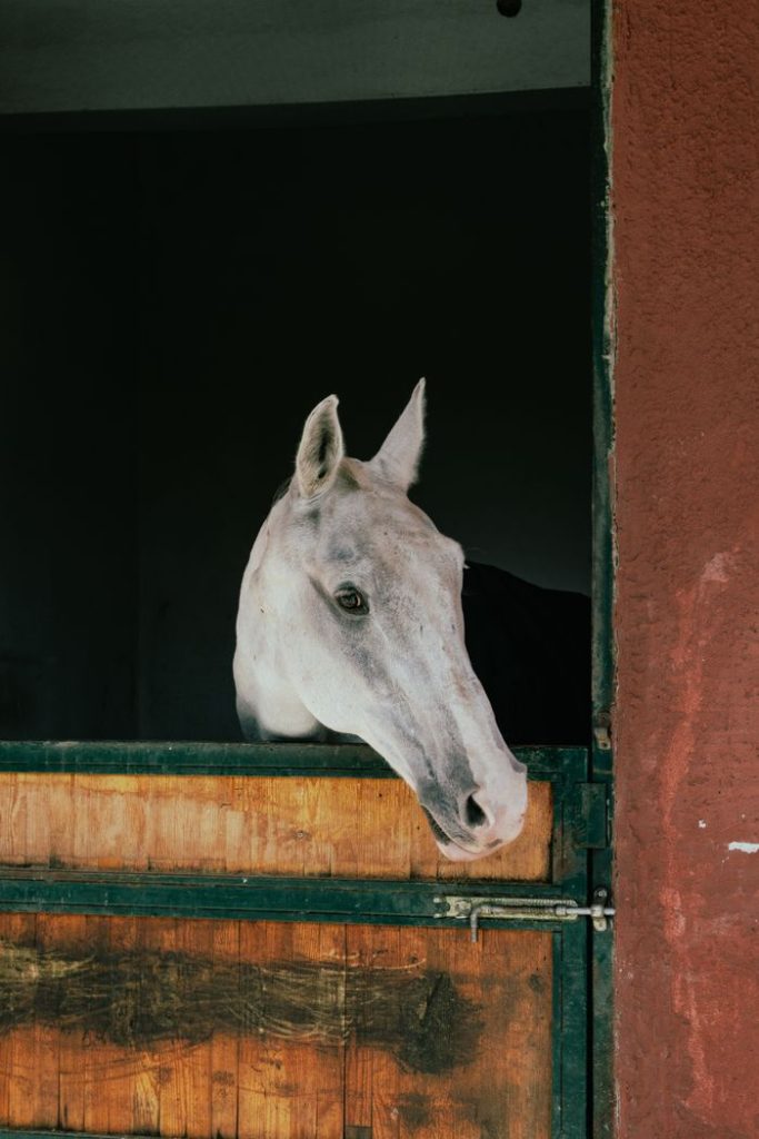 about-us-01 White horse peeking through a stable door inside a dimly lit barn.
